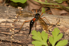 Tanyptera