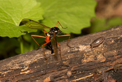 Tanyptera