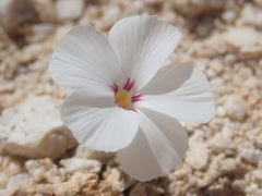 Linanthus concinnus