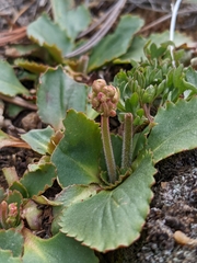 Micranthes rhomboidea