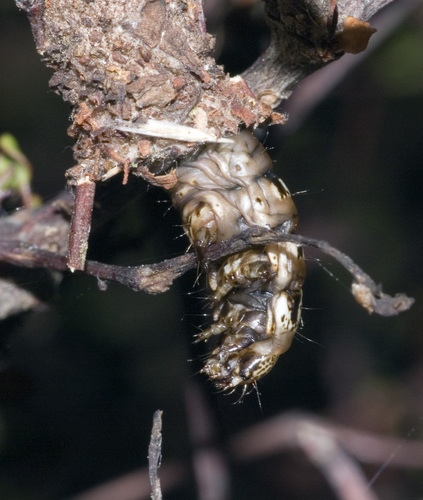 New Zealand Common Bag Moth photo 5
