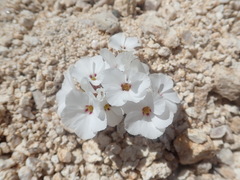 Linanthus concinnus