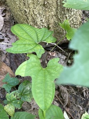 Dioscorea sansibarensis