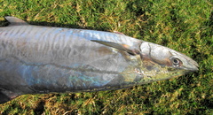 Scomberomorus commerson