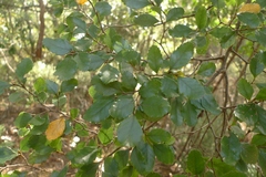 Nothofagus truncata