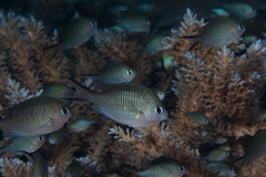 Chromis ternatensis
