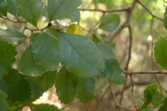 Nothofagus truncata