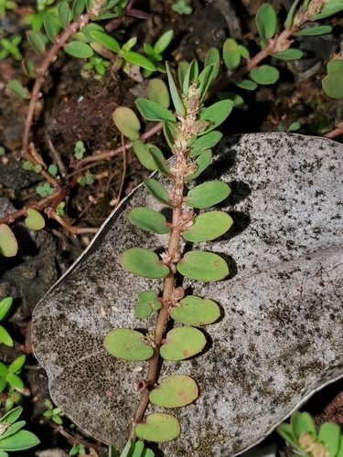 Euphorbia thymifolia observed 2022-05-21
