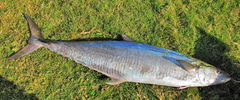 Scomberomorus commerson
