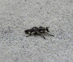 Laphria cinerea