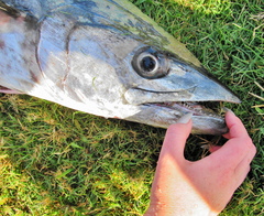 Scomberomorus commerson