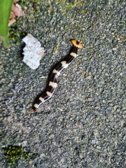 Diversibipalium rauchi