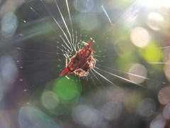 Gasteracantha mengei