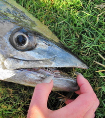 Scomberomorus commerson