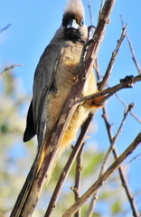 Colius striatus minor