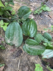 Smilax setosa