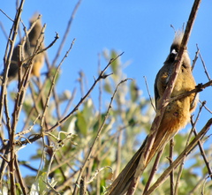 Colius striatus minor