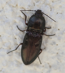 Selatosomus aeneus