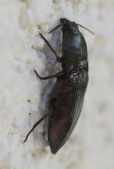 Selatosomus aeneus