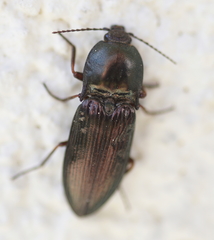 Selatosomus aeneus