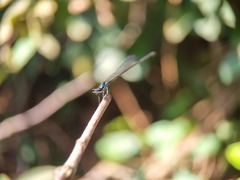 Prodasineura collaris