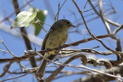 Vireo nanus