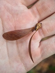 Hopea odorata