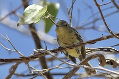 Vireo nanus