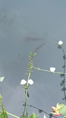 Amphilophus trimaculatus