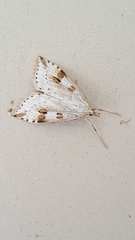 Udea washingtonalis