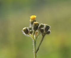 Pilosella densiflora