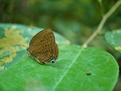 Arhopala major major