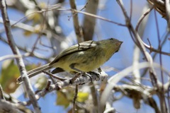 Vireo nanus