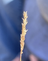 Agrostis lacuna-vernalis