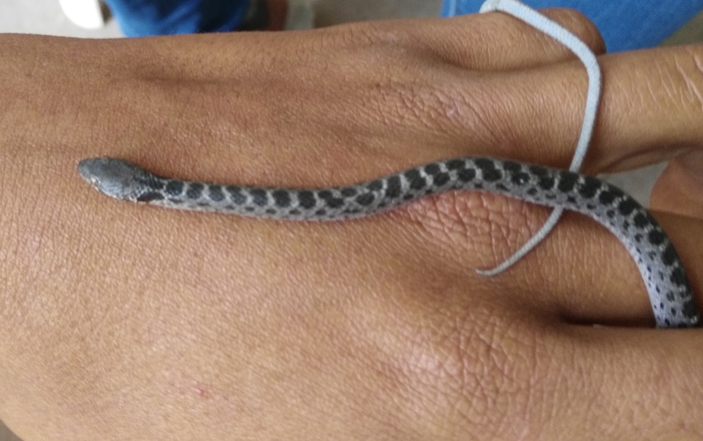 Islas Revillagigedo Nightsnake