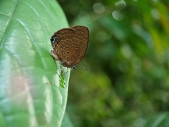 Arhopala major major