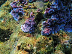 Montipora flabellata