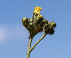 Pilosella densiflora