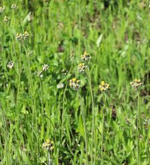 Pilosella densiflora