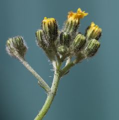 Pilosella densiflora