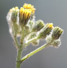 Pilosella densiflora