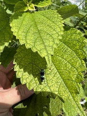 Paraglenea fortunei