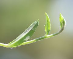 Pilosella densiflora