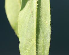 Pilosella densiflora