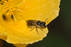 Ceratina dentipes