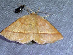 Metarranthis obfirmaria