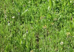 Pilosella densiflora