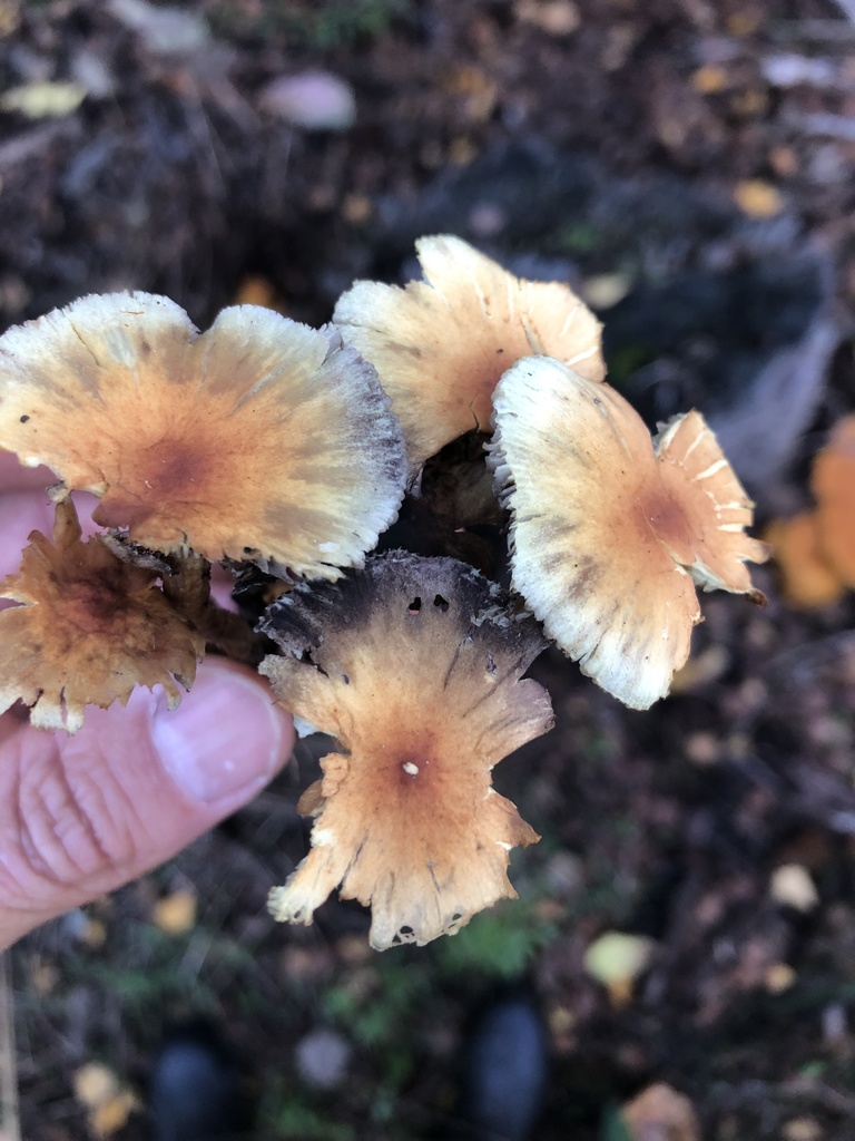 Hypholoma from Rosedale Road, Upper Moutere, Tasman, NZ on May 22, 2022