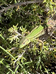 Podarcis ionicus