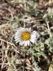Erigeron tracyi